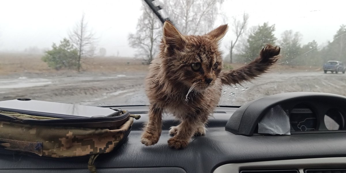 Sumrak_Donbassa's tweet photo. Це мале в одному знищеному селі само запригнуло в машину. Обпалені вуса, мокре, одні кістки. Дуже хотіло вижити. Забрали) Через деякий час покажу, що з того виросте. https://t.co/9kdGwkIF8H