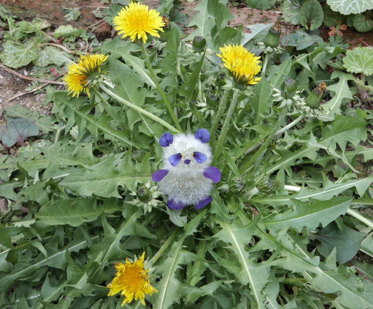 今の時期、とても大きなタンポポの花が咲いていることがあります