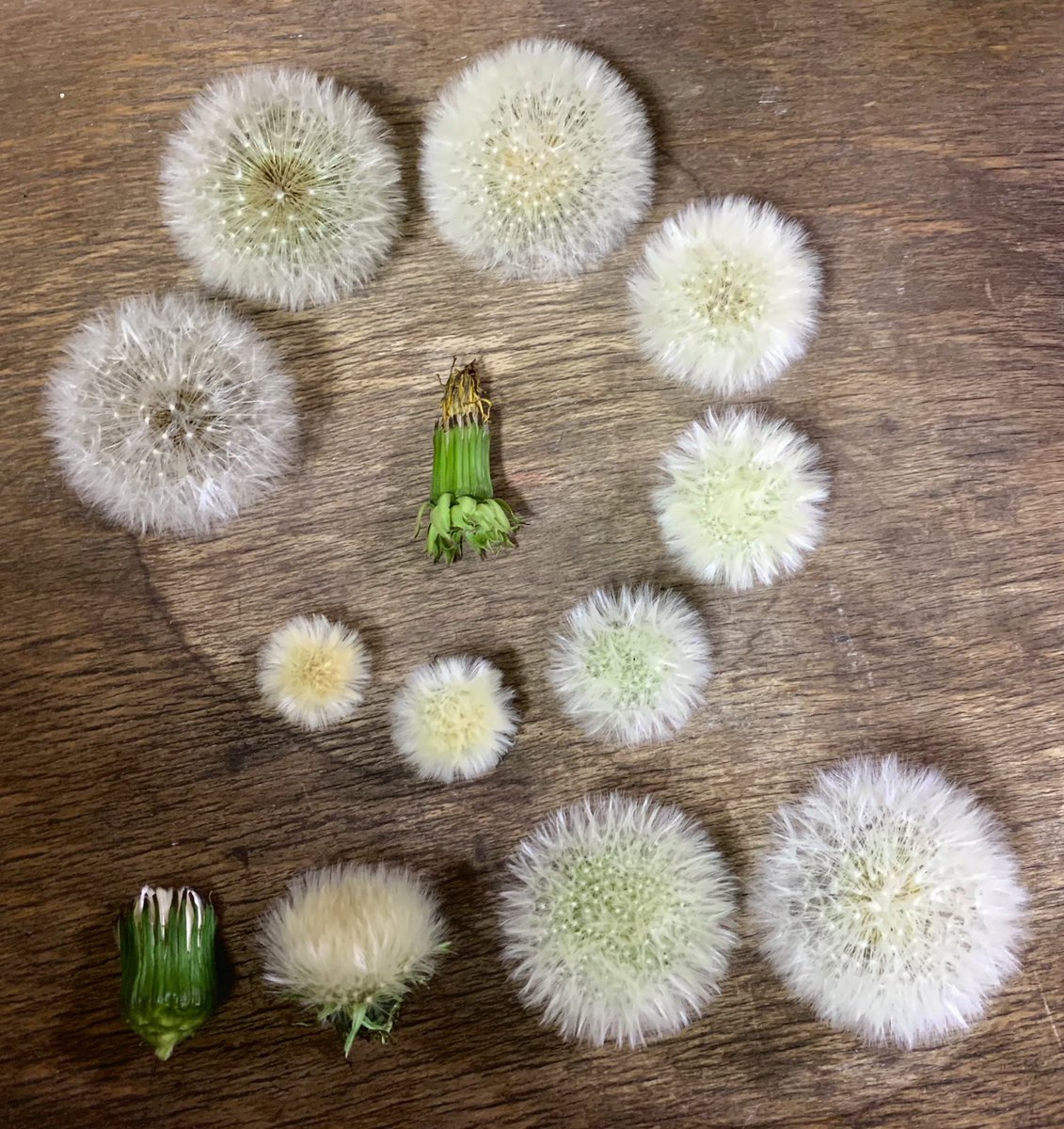 今の時期、とても大きなタンポポの花が咲いていることがあります