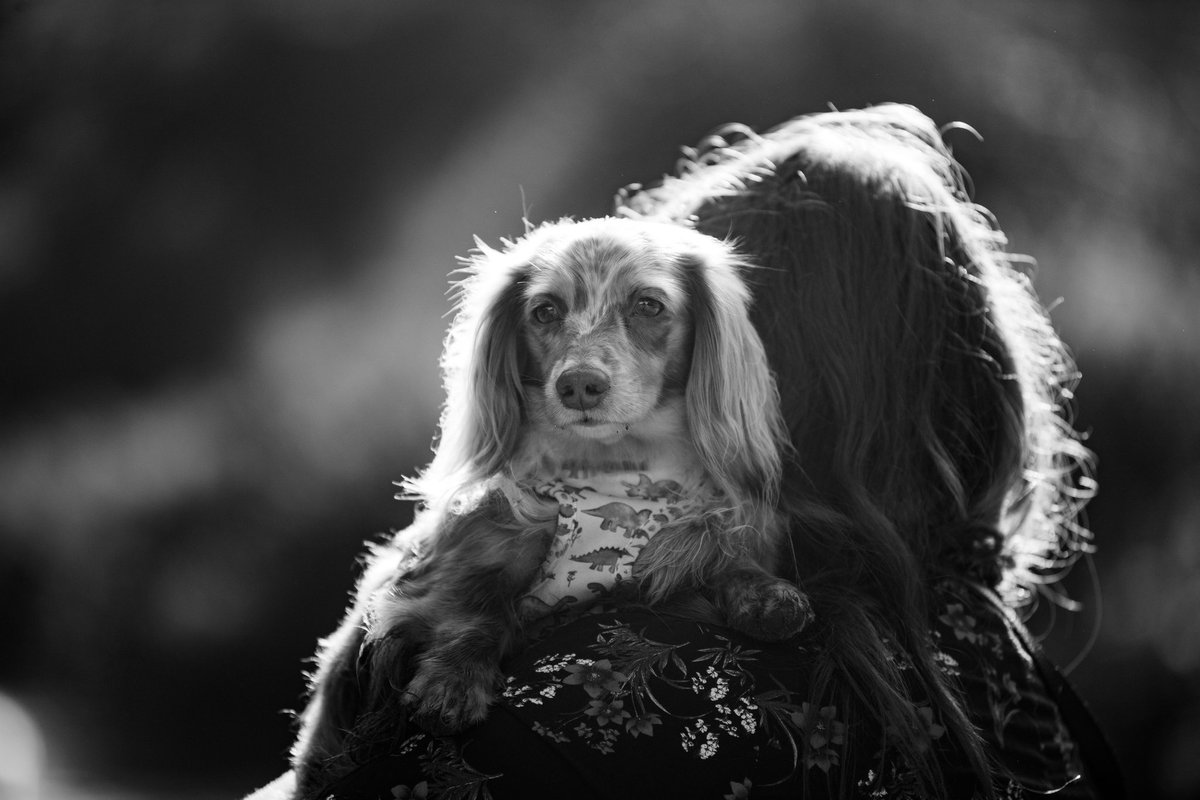 Always got your back ❤️ #DogsofTwittter