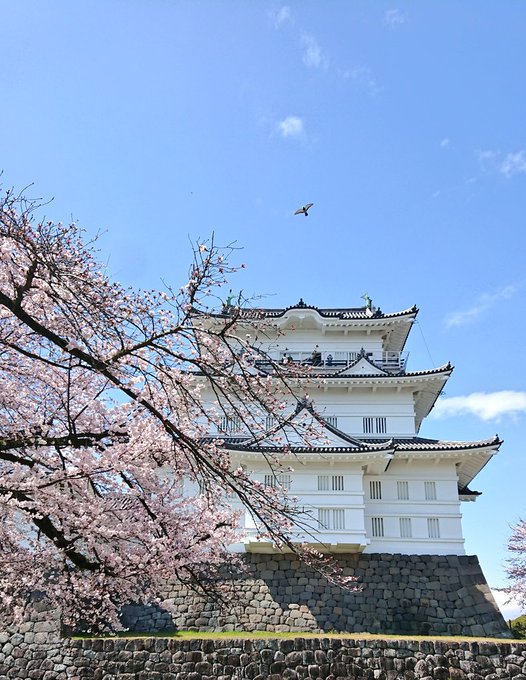 いい天気ー！！！ お花見日和です🌸 すっごくいい感じに鳥が入ってきてくれた♪  寝違えがまだ治らなくて上向くの辛い以外は最高w https://t.co/akgUgoa9Al<a href="/tag/%E5%90%8C%E4%BA%BAav"class="tags"><span>#同人av</span></a><a href="/tag/%E5%90%8C%E4%BA%BA%E3%83%A2%E3%83%87%E3%83%AB"class="tags"><span>#同人モデル</span></a>
