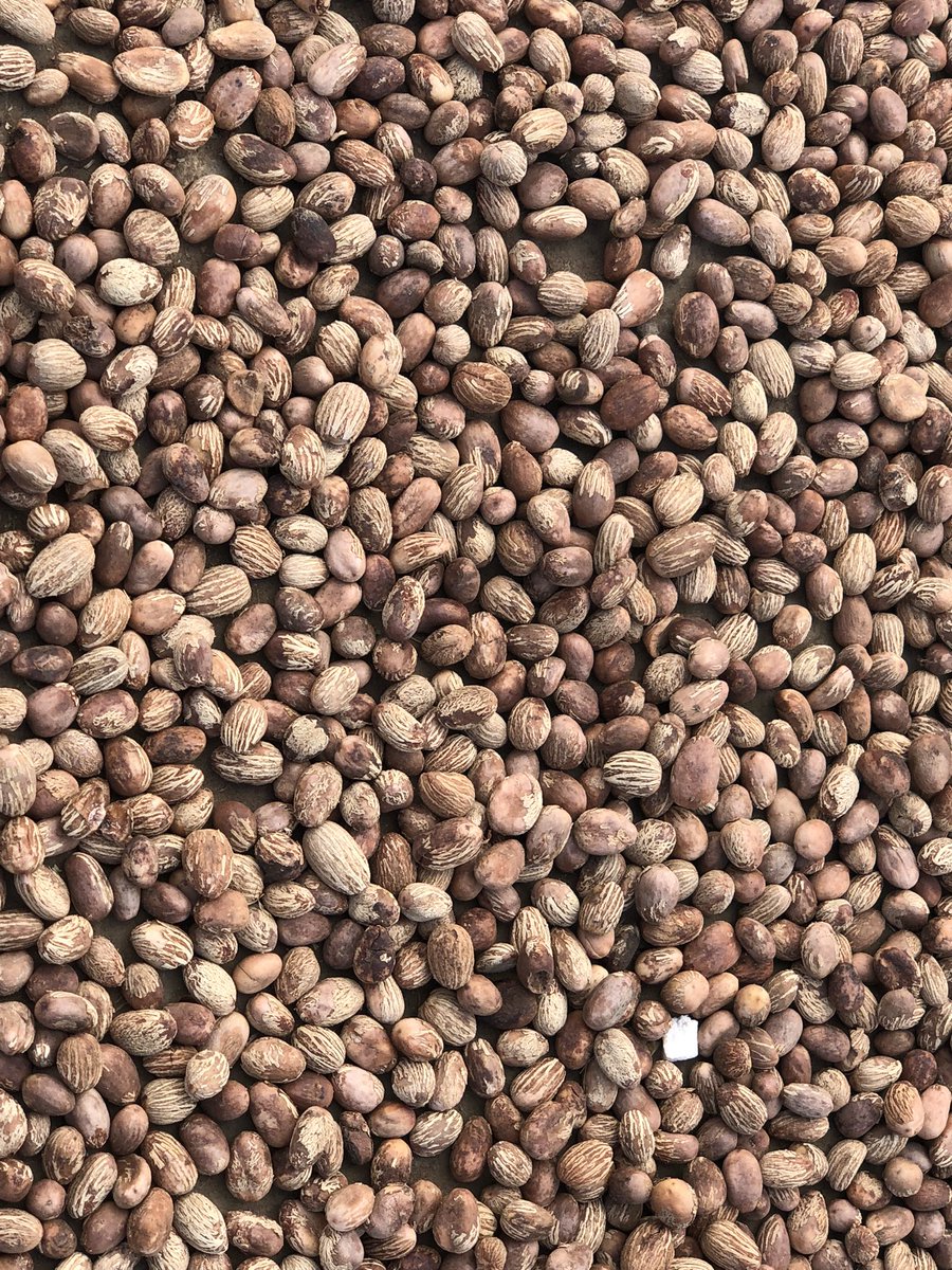 OjokOkello_'s tweet photo. We missed fresh shea nuts last year. And we struggled to put shea butter on the shelves. The sight and scent of these nuts give me unbridled joy. See, inner most joy can be found in the smallest of things. #shealover #sheabutter #okeresheabutter @OkereCity https://t.co/Gdq3Ks5IdY