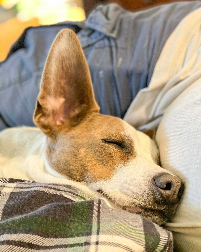 DahlingDaughter's tweet photo. Ever vigilant, even asleep he keeps one ear open. A Very Good Boy.
🐾
#BIPOCKnitters #knitting #KnittersOfInstagram
#KnitmoregirlsPodcast #ProjectSweaterChest #HandKnit #LittleSkeinInTheBigWool
#BIPOCMaker
#RescueDogsOfInstagram #PitbullMix #GEP… https://t.co/jqalpFnRVK https://t.co/pBOsqkUZYp