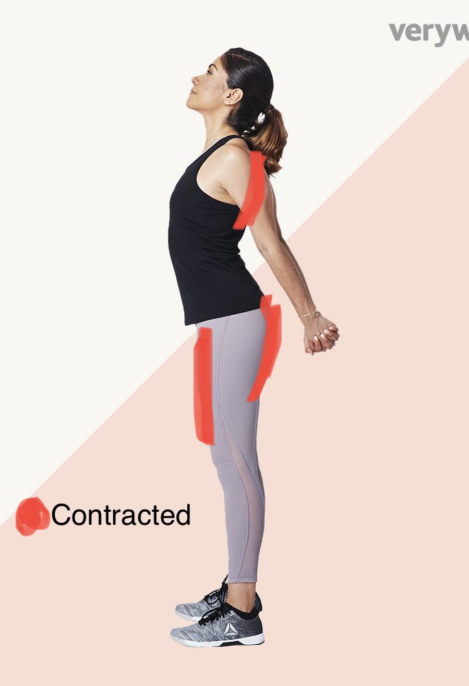 Fun fact: when you say “I need to stretch my legs” after a long period of sitting, what you actually do is contract the muscles that were stretched for too long.