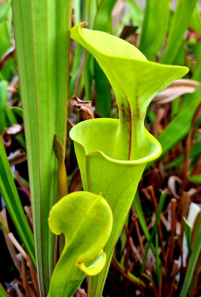 JLClements89's tweet photo. First pitcher to pop this year! S. flava var. flava NC #Sarracenia #PitcherPlant #Carnivorous_Plants https://t.co/eHVYJJuIVh