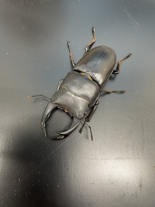 かねだい伊勢原店 総合編 犬 猫 小動物入荷速報 Sale告知など さん の最近のツイート 7 Whotwi グラフィカルtwitter分析 かねだい伊勢原店 総合編 犬 猫 小動物入荷速報 Sale告知など さん の最近のツイート 7 Whotwi グラフィカルtwitter分析