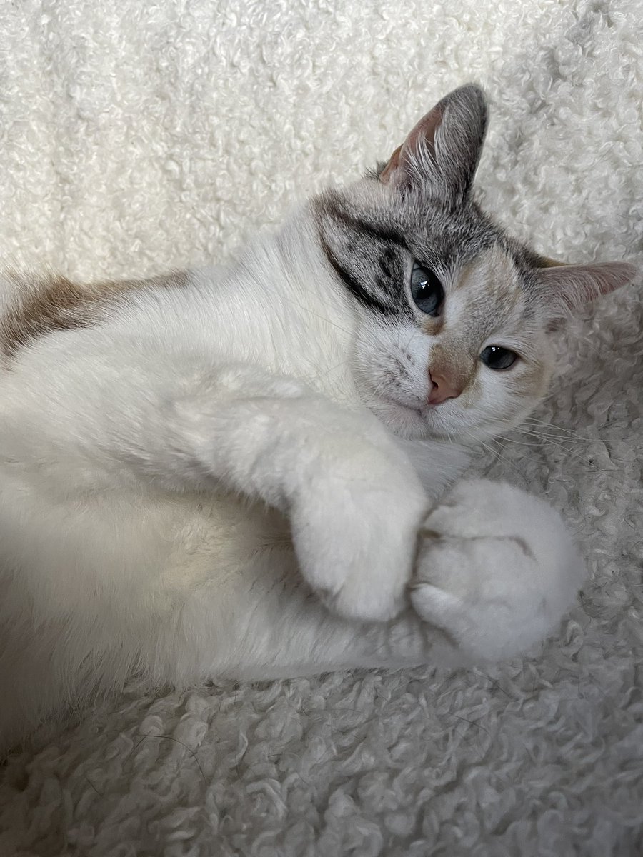 princess Lou tweet media