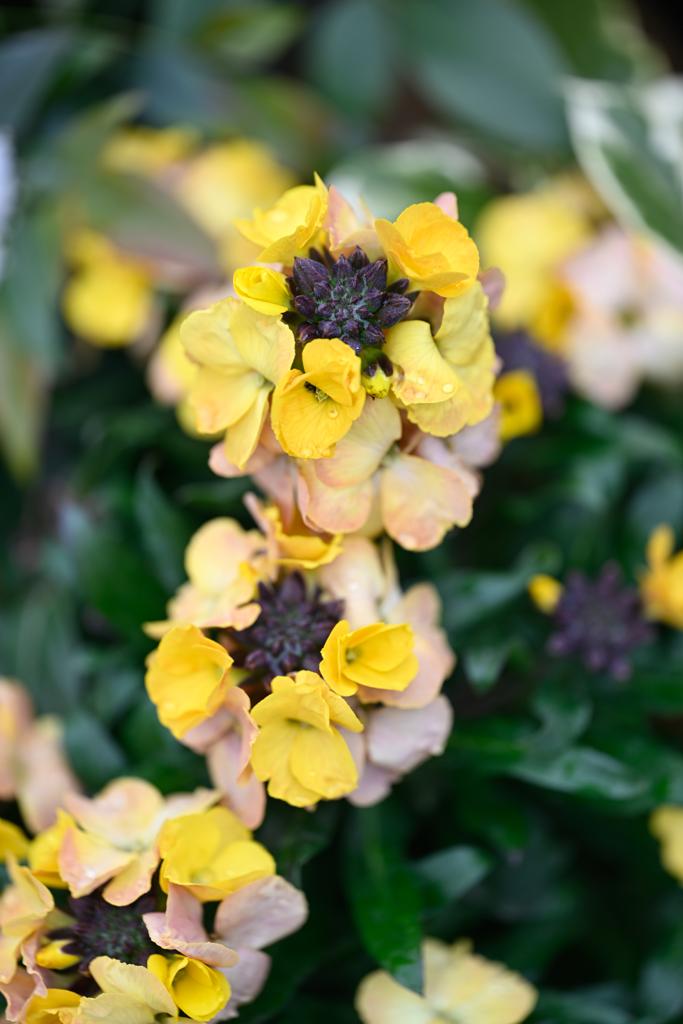 VanHage's tweet photo. This variety of Erysimum or Wallflower as it is more commonly known, is called Spring Breeze - how lovely! They love well drained soil in full sun to partial shade.
In stock now.
#beddingplants #springplants #gardening #garden #springbedding #polinnators #wallflowers #erysimum https://t.co/pH70KGCdr3