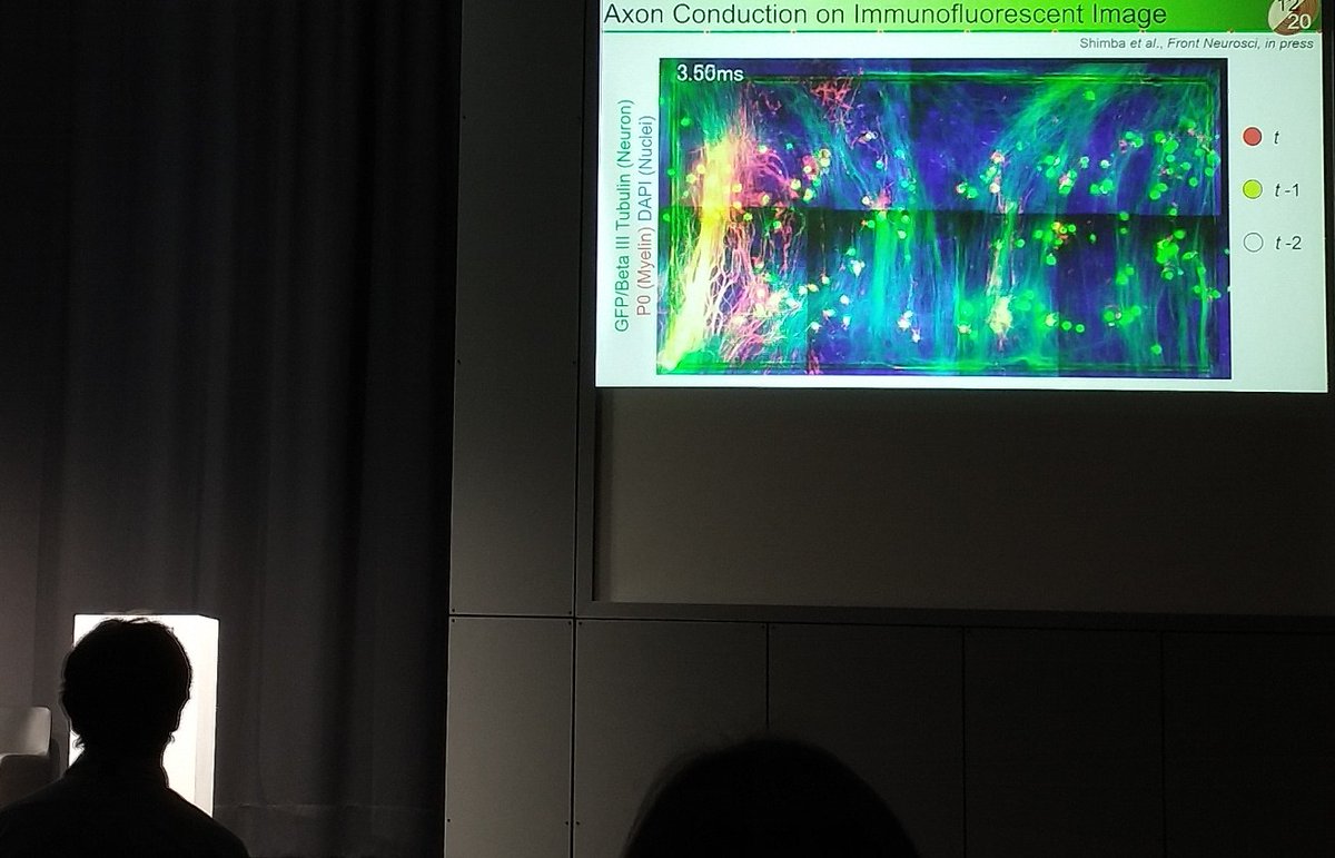 janm101's tweet photo. Beautiful axon tracking data presented by Dr. Kenta Shimba. By doing postprocessing and smoothing of the recorded data, it's possible to track even the tiny signals of myelinated axons, impressive! https://t.co/18ZO7SuM78