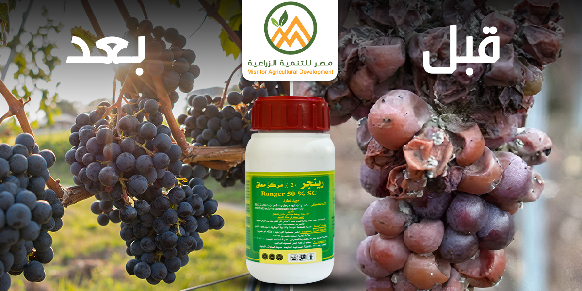 MisrDevelopment's tweet image. رينجر مادة فعالة فينهكساميد 50%"
"رينجر "علاجي وقائي يمتاز بفاعلية ممتازة ضد أعفان الثمار بترويتس 
🛡️يستخدم  "رينجر " علاجياً لمنع تكوين السترين في خلايا الفطر عن طريق تكوين طبقه كثيفة عازلة علي سطح الورقة لمنع دخول الفطر للأنسجة النباتية
#مصر_للتنمية_الزراعية 
#لغة_النبات_لغتنا