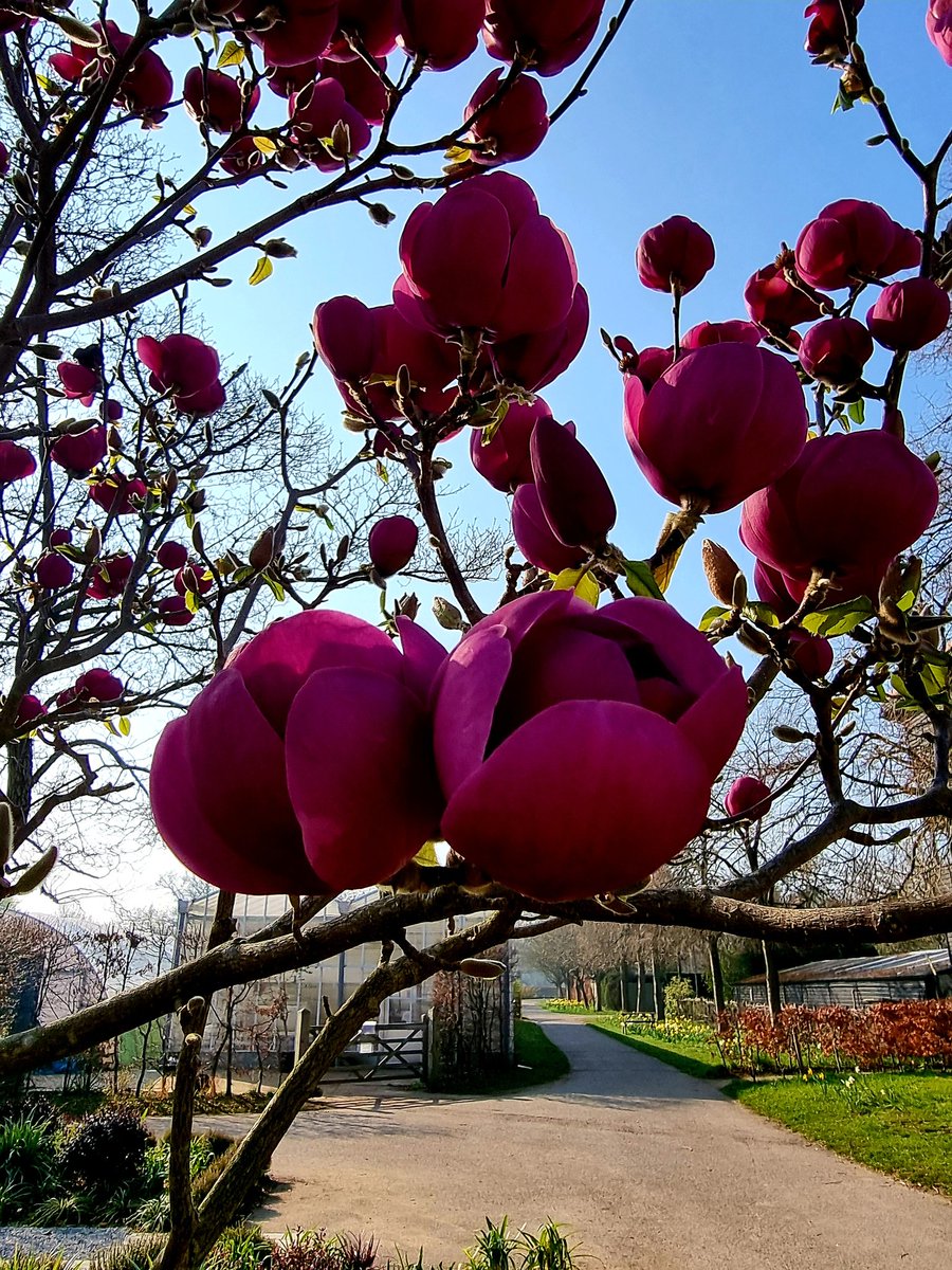 silvalandscapes's tweet photo. The stunning Magnolia black tulip flowers @capelmanor
#gardendesign #landscapedesign #gardendesigner #landscapedesigner #paisagismo #jardin #jardim #giardini #gartendesign #gardensofinstagram #instagardens https://t.co/JSLSqUqEqm