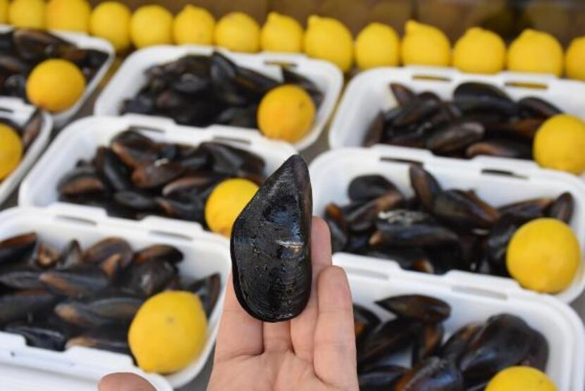 🚨 Midye Tüketiyorsanız DİKKAT:

🧬 Midye ağır metal içeriği yüksek olduğu için sağlık açısından zararlı bir besindir!

🧬 Gıda zehirlenmeleri başta olmak üzere ciddi sağlık sorunlarına neden olabilir!

Biraz bu konuda bilgi sahibi olmak gerekiyor, açıklıyorum 👇