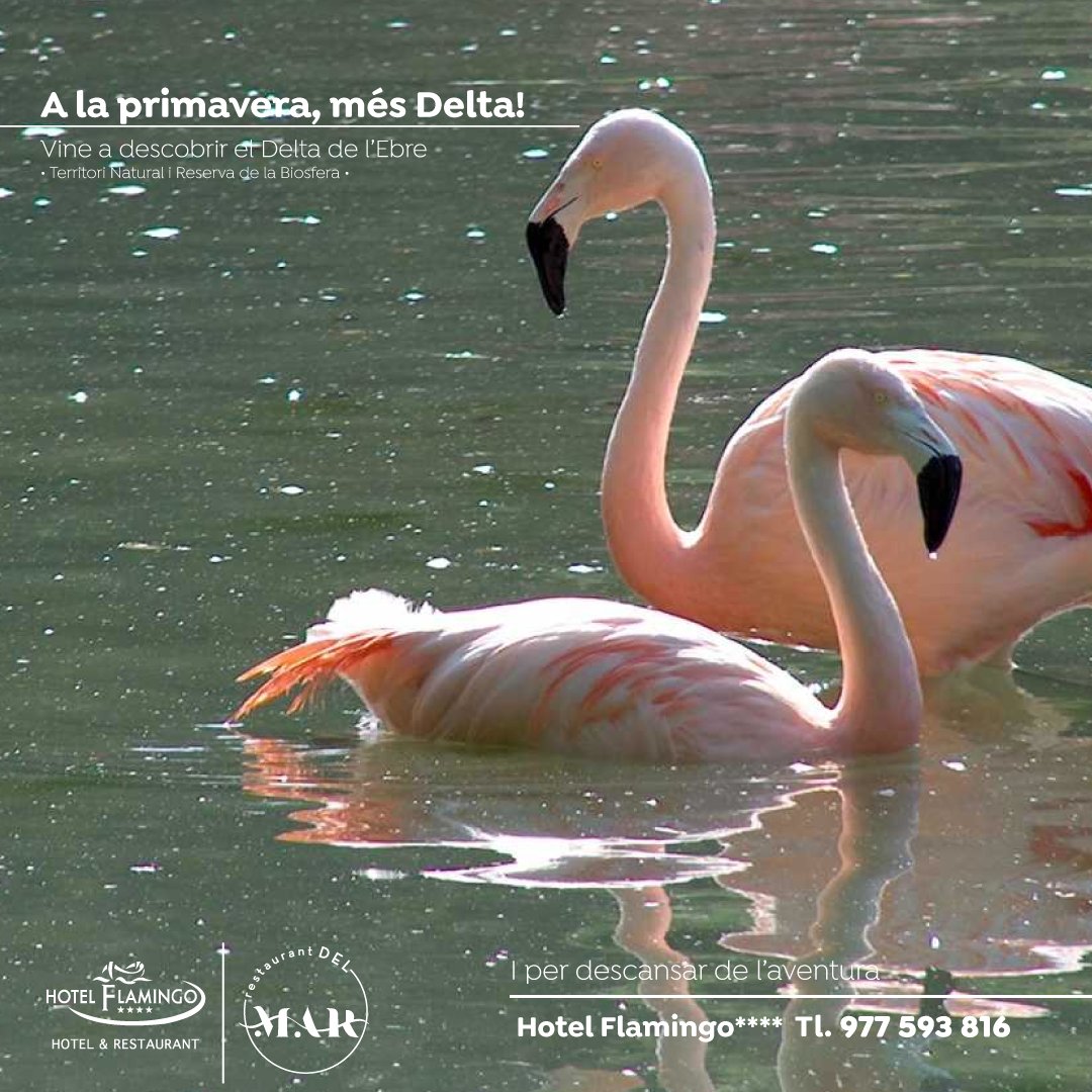 🦩 Al Delta pots admirar el flamenc en tota la seva plenitut i la bellesa del territori on viu.
👉  I per descansar, fes un clic👇
🌐 hotelflamingo.cat

#hotelflamingoampolla #restaurantdelmarampolla #deltadelebre #birdwatching #catalunya