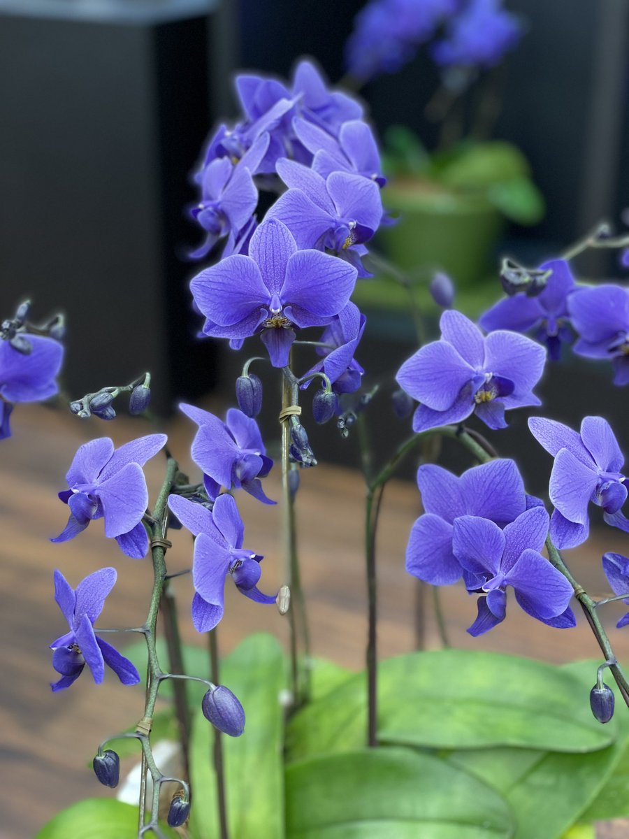 まさに奇跡 世界初の青色コチョウラン Blue Gene ブルージーン が誕生しました Greensnap グリーンスナップ