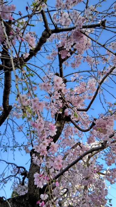 満開とはいかなかったけど、今年は入学式シーズンまでもったねぇ……。 