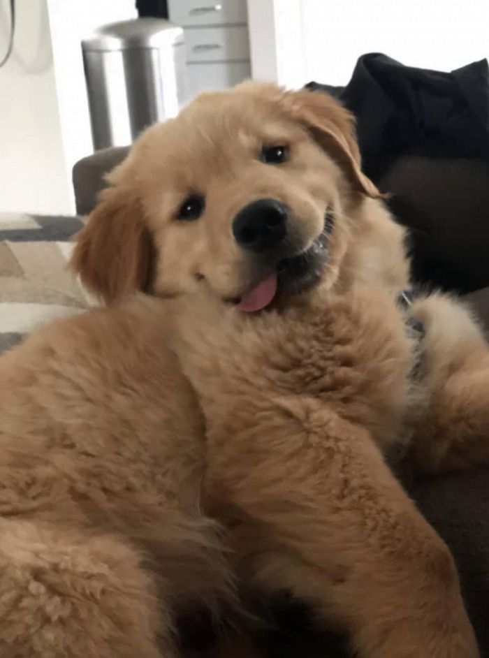 DogfestUK's tweet photo. your daily dose of dog serotonin https://t.co/nVlc0AsB7M