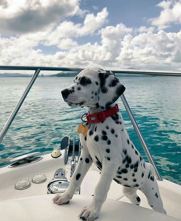 your daily dose of dog serotonin