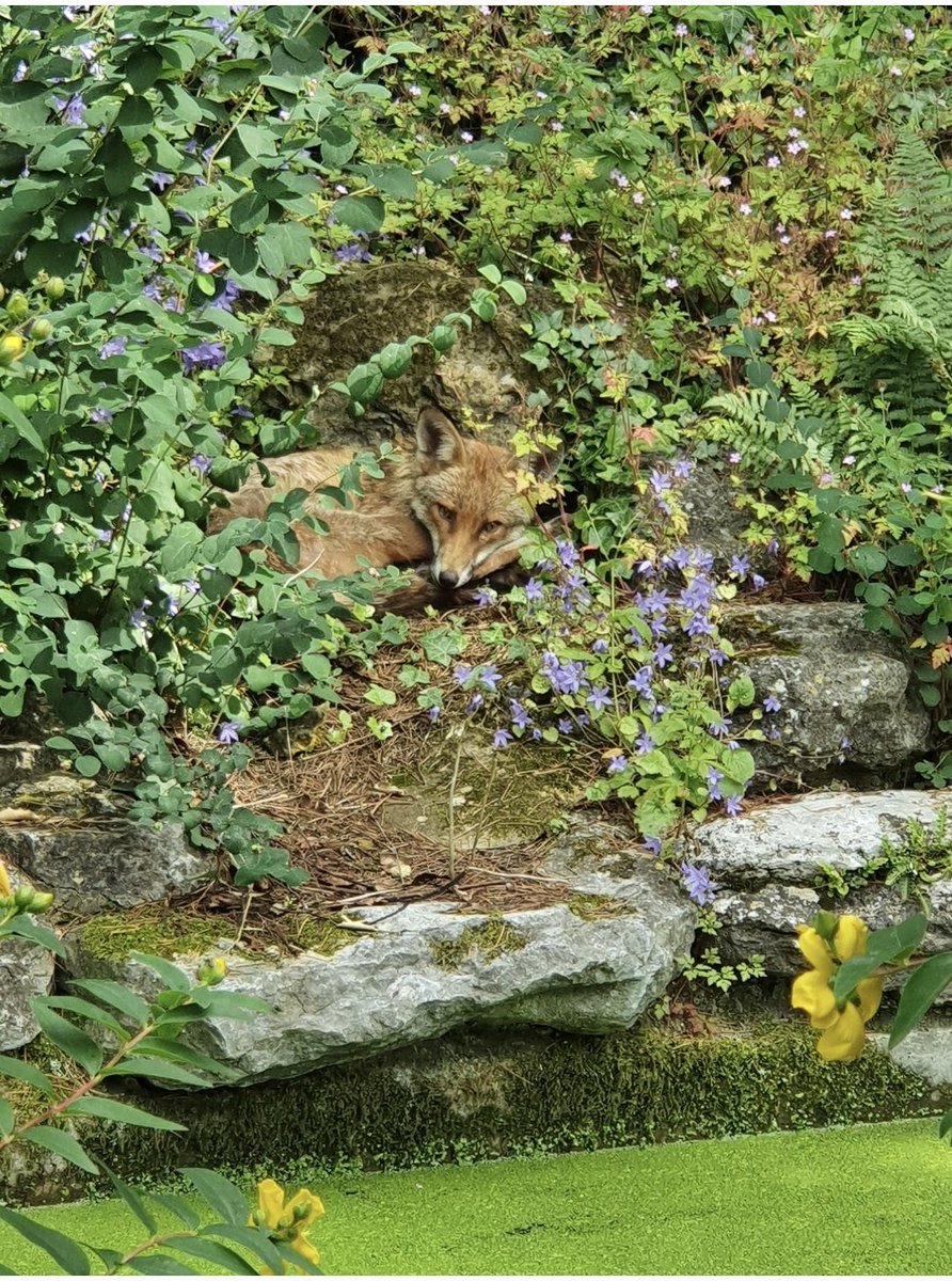 JarronRH's tweet photo. @ChrisGPackham This is a Photo I took using my  smartphone at  my local community  gardens,  East london about 1 year ago. #FoxOfTheDay https://t.co/i4QUZadBQo
