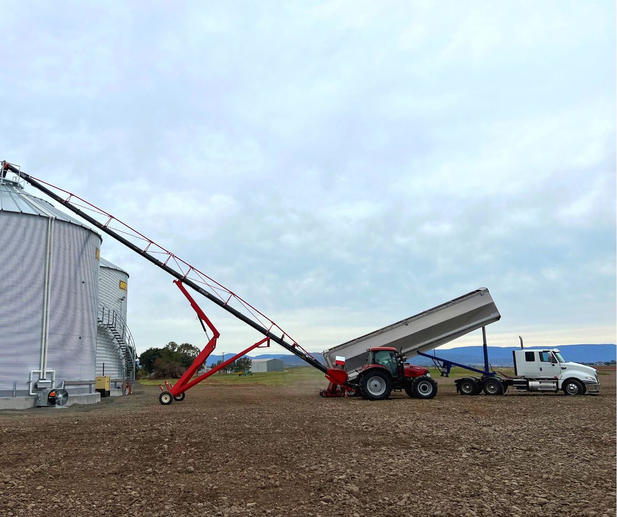 AlliedGrain's tweet photo. On farm near #QuirindiNSW our client is using the X-series 13" 84 foot #Auger to load their sorghum crop into their @AgGrowthIntl #flatbottomsilos.🌾 It's a good looking set-up if we do say so ourselves. 👀 #AlliedGrainSystems #GrainStorageSolutions #GrainHandlingSolutions #AGI https://t.co/3ze90895WD
