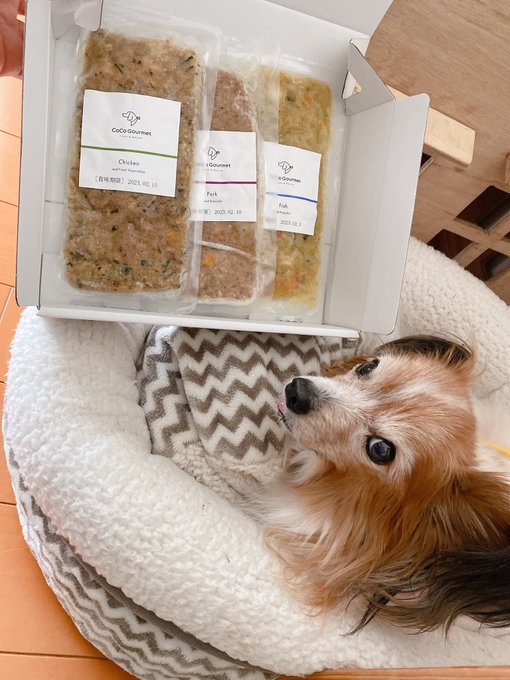 犬の目やにが緑色の時は要注意 色別の目やにの原因と対策 獣医師監修の手作りドッグフード 公式 ココグルメ