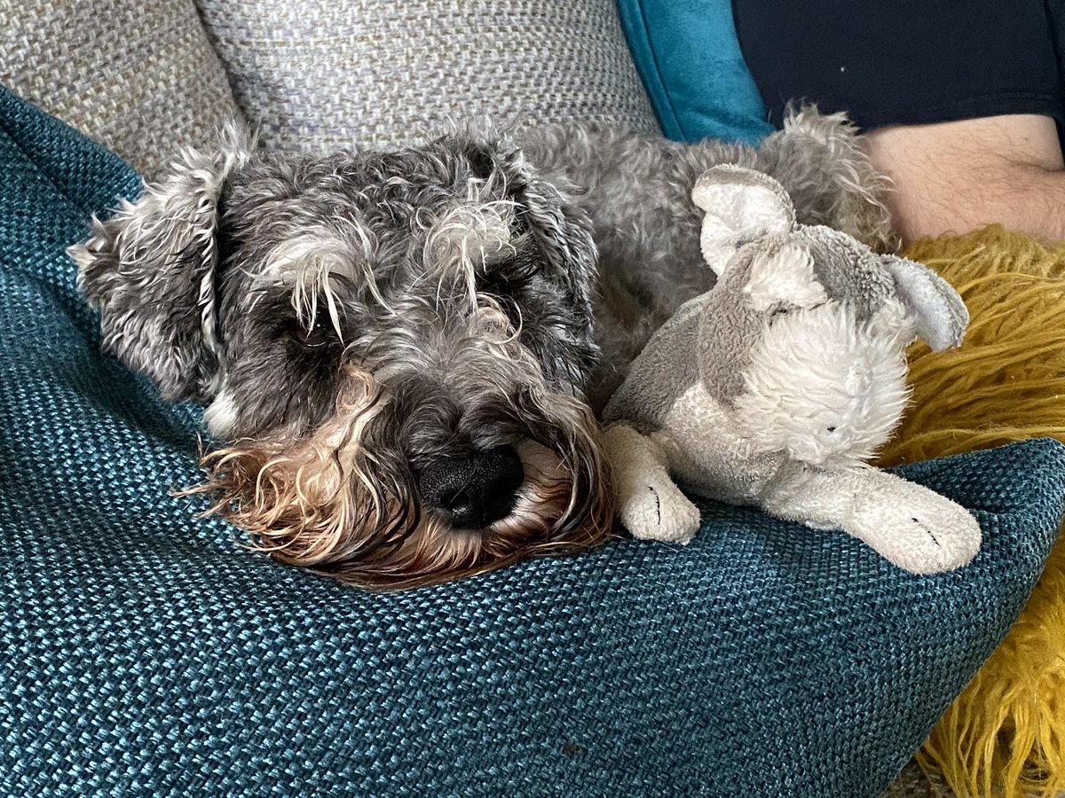 SchnauzerArthur's tweet image. Oh we are soooo miserable - me and my mini-me… it’s raining, we only had a 30 minute walk this morning, my breakfast is the wrong temperature and the cushions havnt been plumped this morning…. #sigh #unhappy #sulky #sulkyschnauzer #schnauzergang