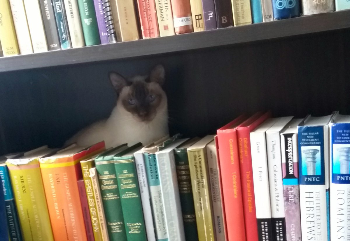janadidthis's tweet photo. books, the other catnip @weirdlilguys. special thanks to Jade the Cat. https://t.co/qjKQnmW65x