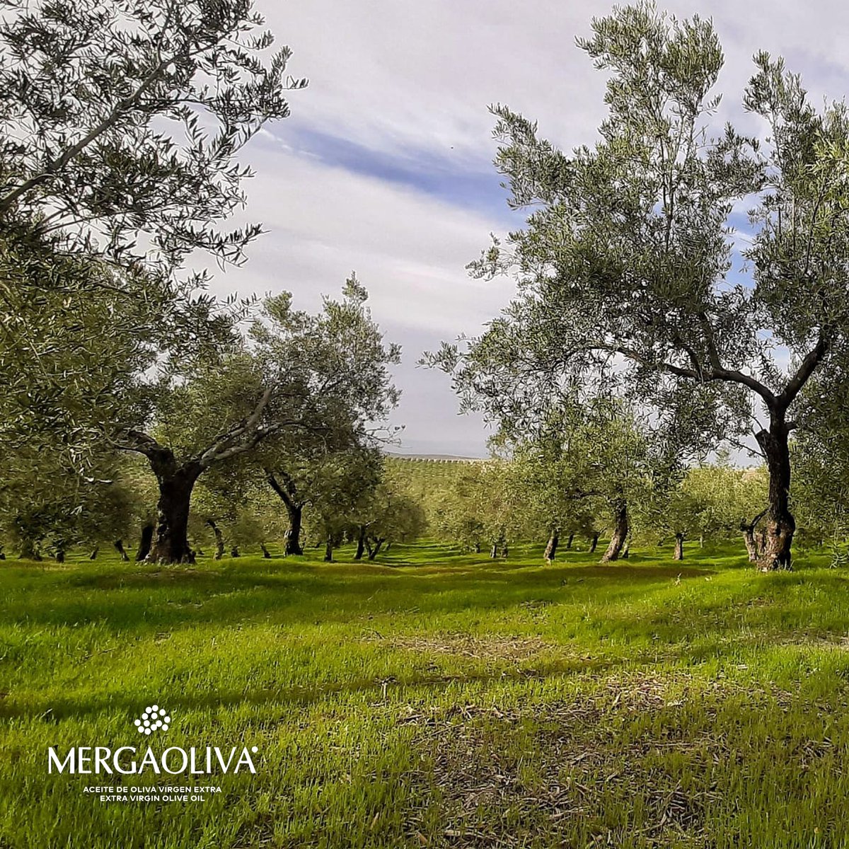 Mergaoliva_AOVE's tweet photo. Nuestro apreciado y defendido manto verde, que otorga innumerables beneficios al olivar de Mergaoliva 🍃
🌐https://t.co/Up54SkDI9q
#Mergaoliva #MantoVerde #Ecosistema #Olivar #Ecologico #AOVE #AceiteDeOliva #MaximaCalidad #Jaen #Andalucia https://t.co/z9FJGXDOcc