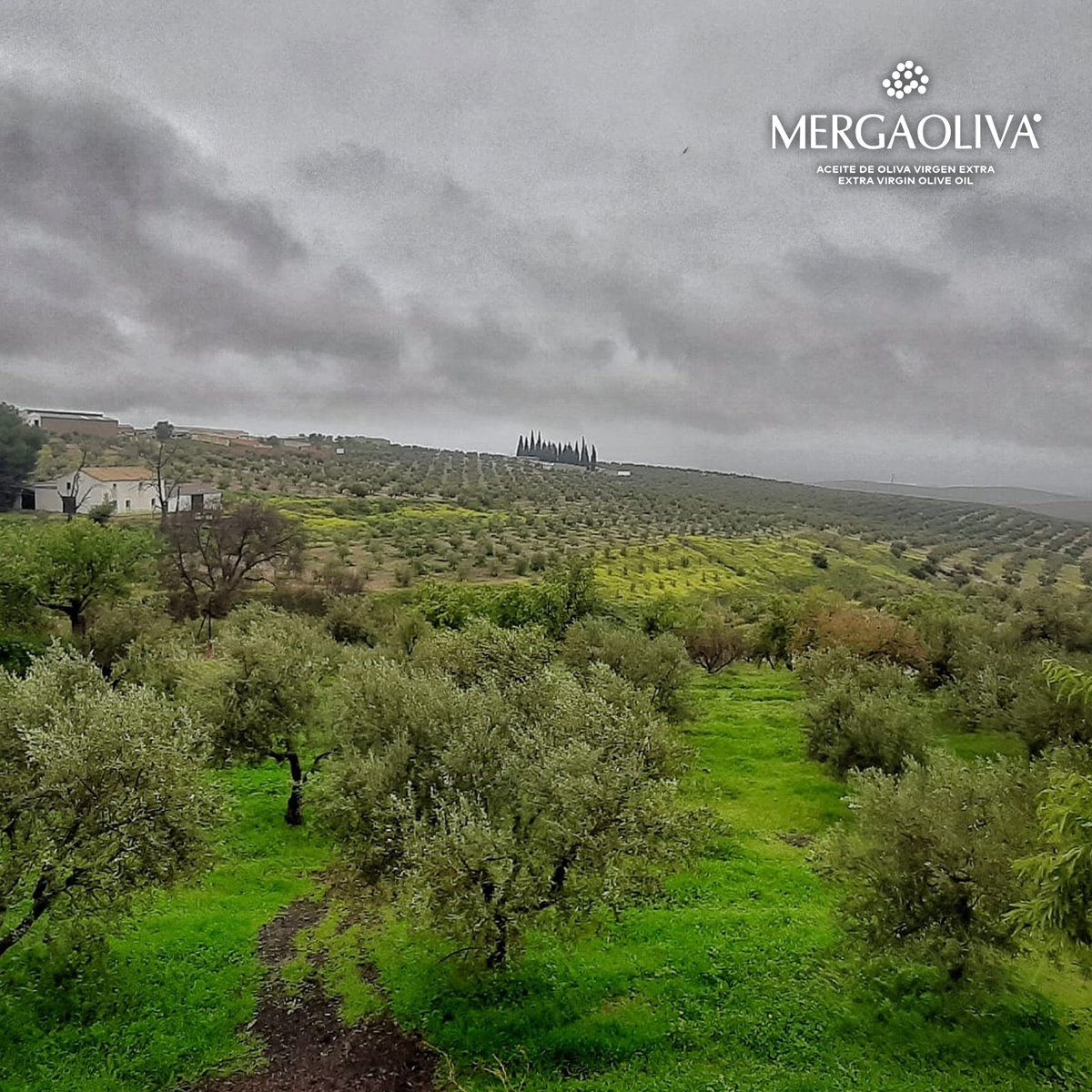 Mergaoliva_AOVE's tweet photo. Nuestro apreciado y defendido manto verde, que otorga innumerables beneficios al olivar de Mergaoliva 🍃
🌐https://t.co/Up54SkDI9q
#Mergaoliva #MantoVerde #Ecosistema #Olivar #Ecologico #AOVE #AceiteDeOliva #MaximaCalidad #Jaen #Andalucia https://t.co/z9FJGXDOcc