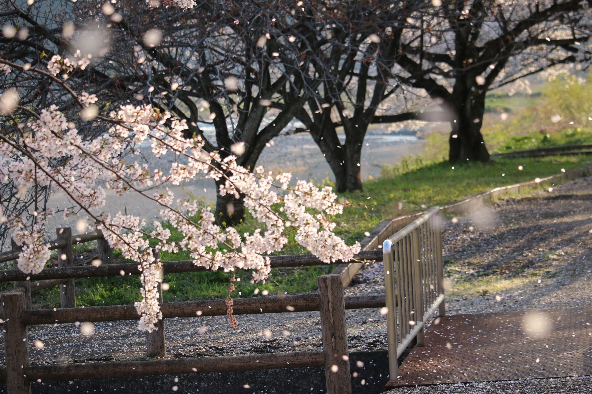 桜吹雪 Twitter Search Twitter
