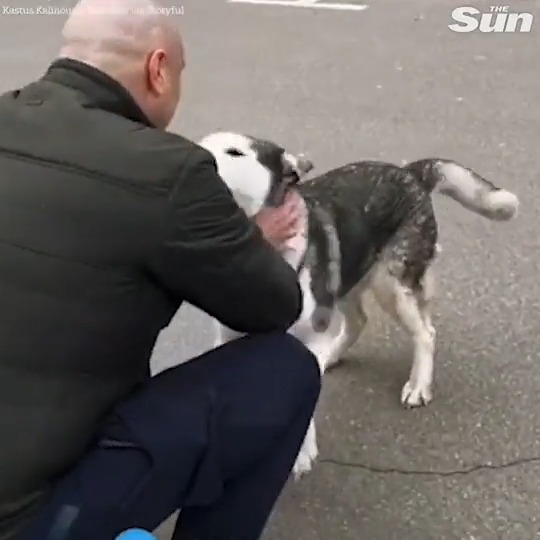 The Sun on Twitter "Heartbreaking bark as dog lost in Ukraine war