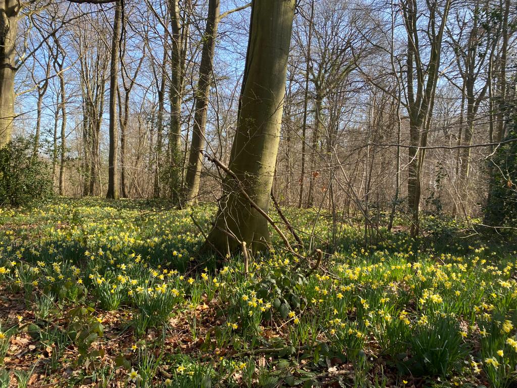 KenningtonOsteo's tweet photo. The wonders of spring🌼

Last weekend, Andrea enjoyed some time away in Herefordshire in this glorious daffodil wood! 

There’s nothing better than getting outdoors on a weekend, don’t you agree!? 

#spring #getoutside #walking #weekendvibes #weekendfun #daffodils https://t.co/A1it85egsM