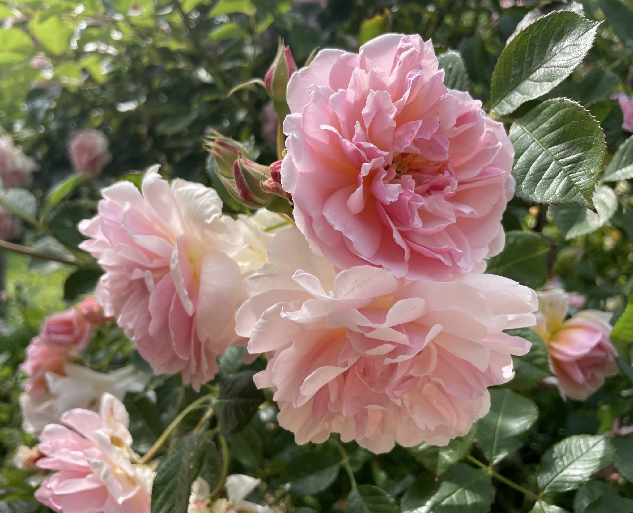Felicia hybrid musk rose new arrivals