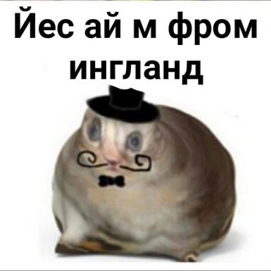 sielfantomhaiv_'s tweet photo. Когда я приехал в Германию и познакомился с Салливан: https://t.co/yY4XHc9jeV