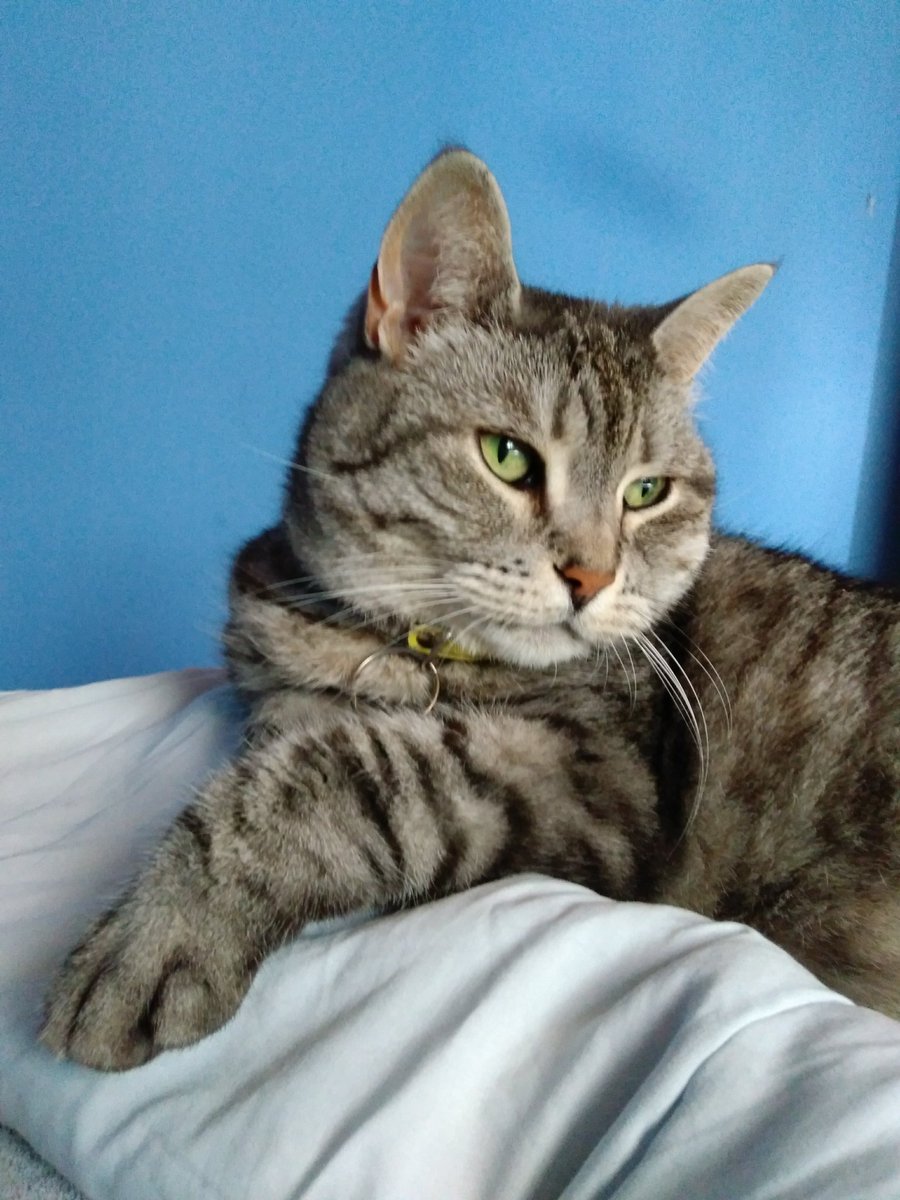 pelargona's tweet photo. "On this day, year 2005,I was born. I was adopted!I love my family! And here I am, still pretty young! Love//Mollie🌻 #CatsOfTwitter #CatsOfSweden https://t.co/OTKG8TwNiN