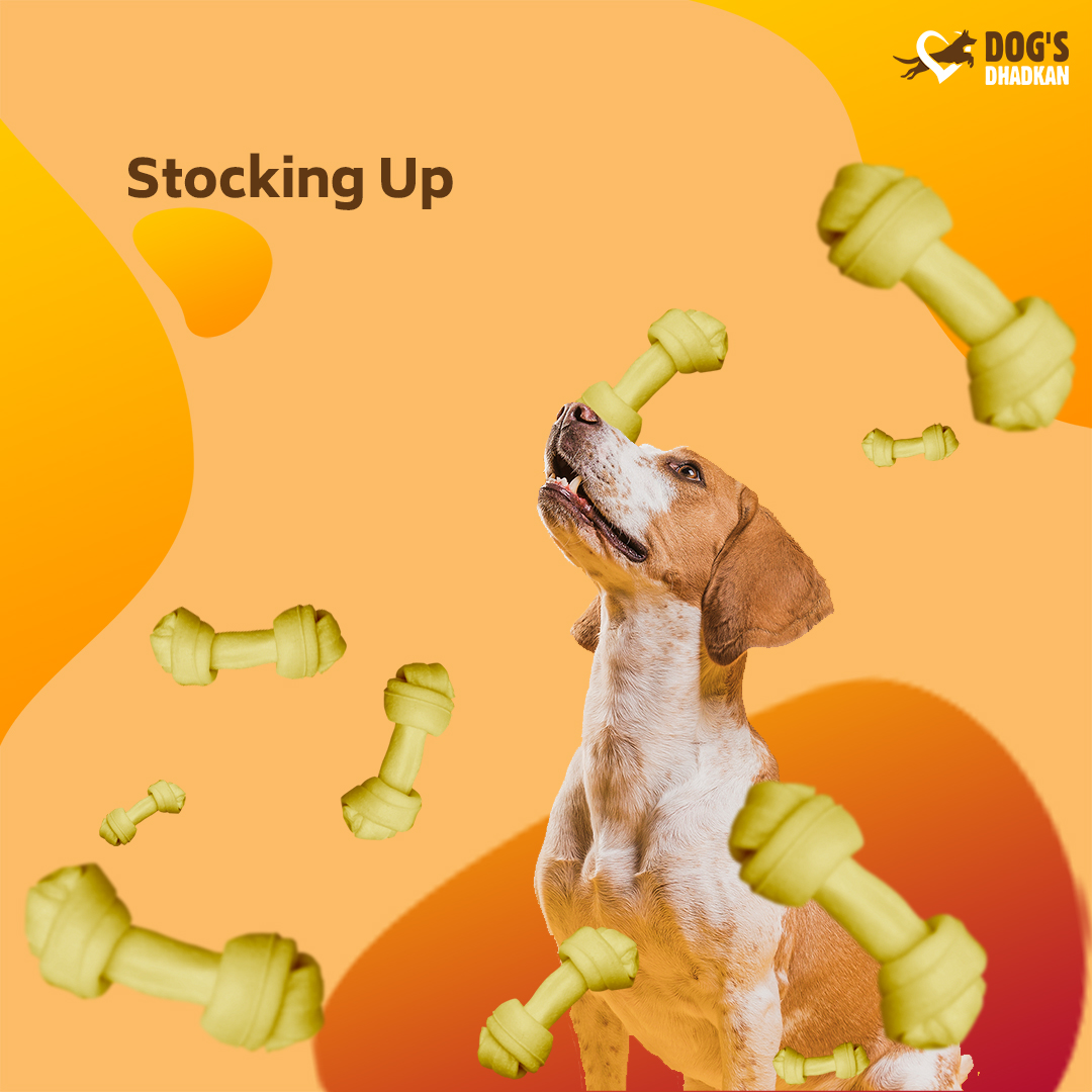 DogsDhadkan's tweet photo. Mumma &amp; I believe in stocking up chews and treats for life!

#dogsdhadkan #dogcare #petlover #dogchews #dogtreat #gooddog #cutepuppies #doglovers #petstagram #dogstagram https://t.co/IJlam59YIf