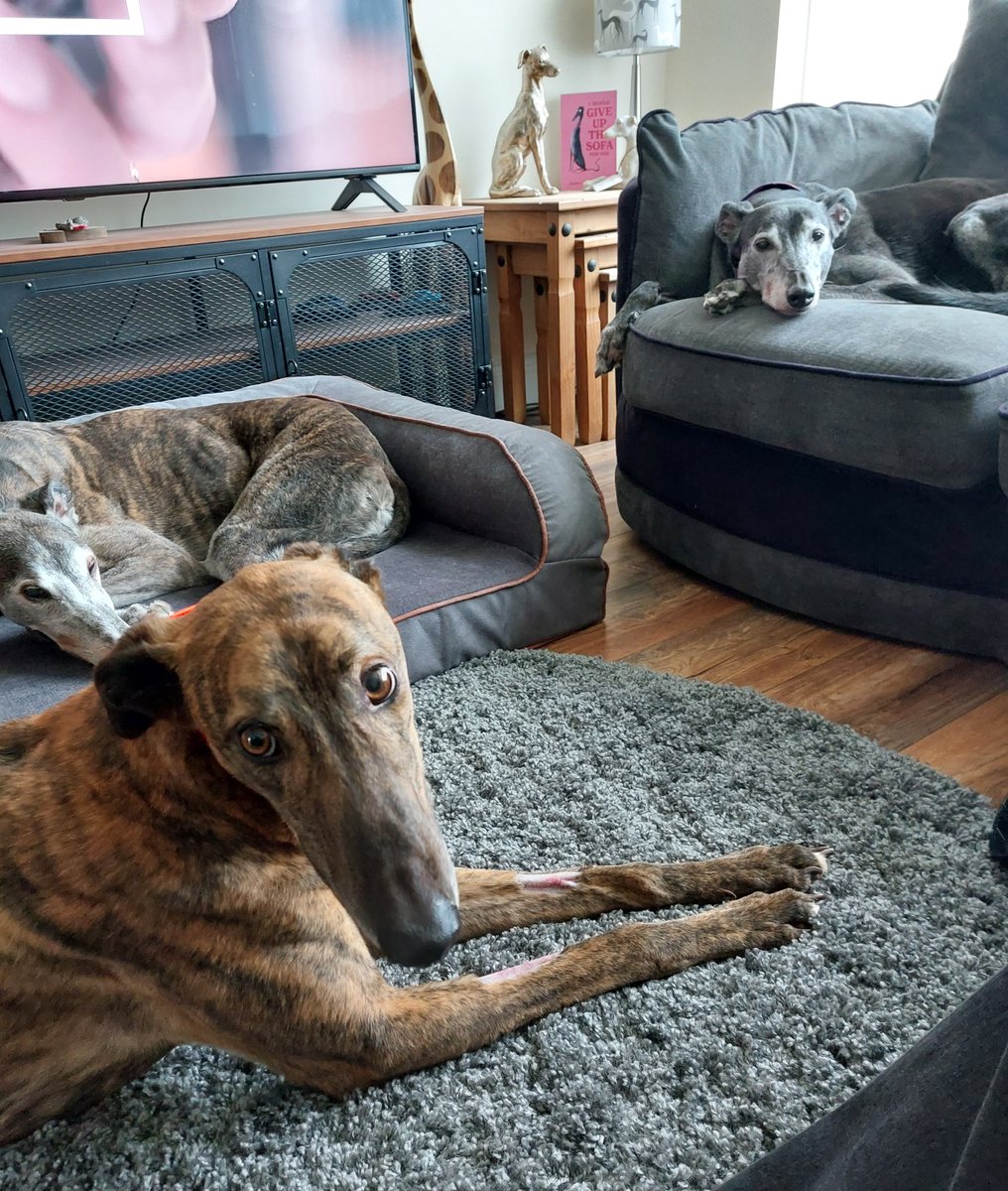 Oscar & Ruby 🐾 Daragh 🌈 Coco 🌈 tweet media