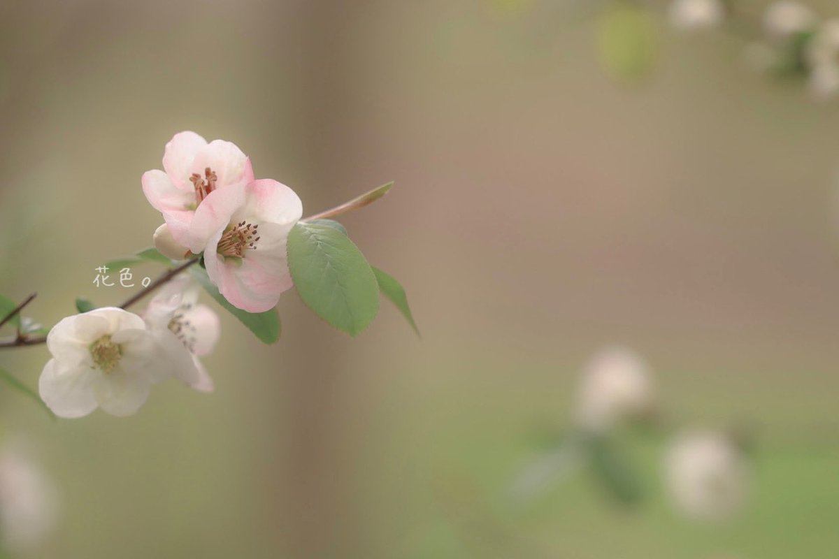 ꕤ*.ﾟ

#キリトリセカイ  
#ファインダー越しの私の世界 
#TLを花でいっぱいにしよう 
#写真が好き
