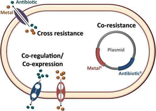 ProjectRewa's tweet photo. Did you know that metals and other environmental contanimants can co-select for antibiotic resistance?

Disturbingly, a substantial number of reports suggest that metal contamination in the environment can select for antibiotic resistance without the presence of antibiotics! https://t.co/5y8xAIxTAA