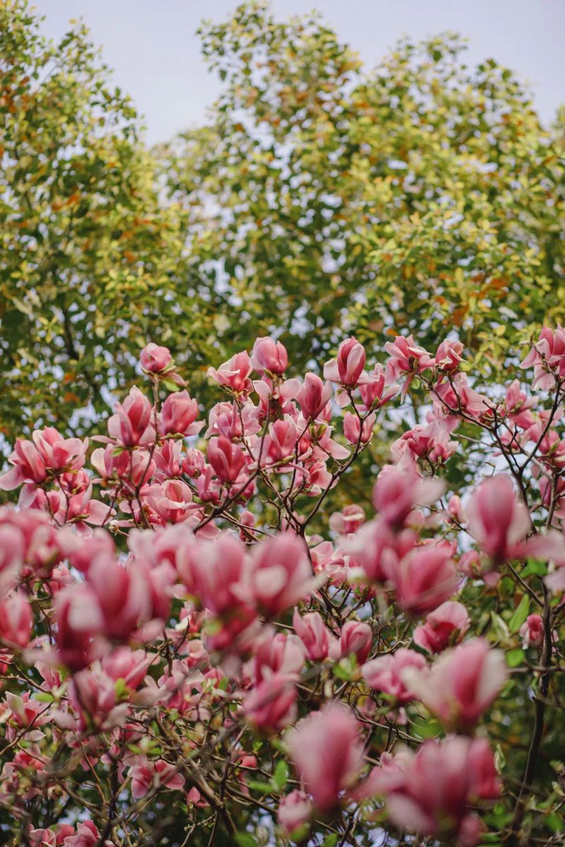 jvK8ABzJ8sYJayL's tweet photo. ๐บ๐Follow us to explore the untold beauty of #nature in #Gusu district, #Suzhou, as the place offers many enchanting sights for visitors, with the #spring #flowers adding a splash of color to nature. #SpringInSuzhou https://t.co/a6mqmisiHy