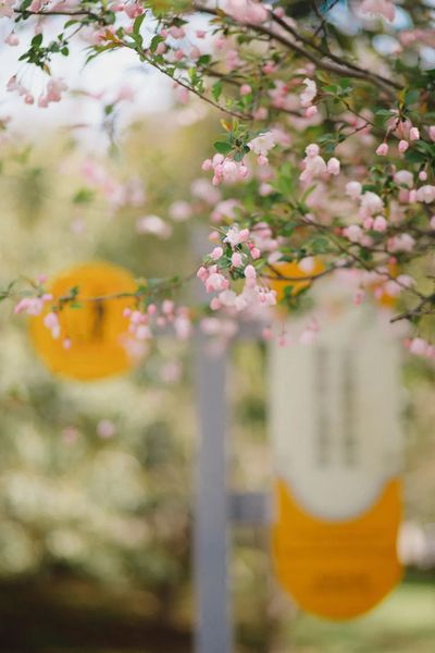 jvK8ABzJ8sYJayL's tweet photo. ๐บ๐Follow us to explore the untold beauty of #nature in #Gusu district, #Suzhou, as the place offers many enchanting sights for visitors, with the #spring #flowers adding a splash of color to nature. #SpringInSuzhou https://t.co/a6mqmisiHy