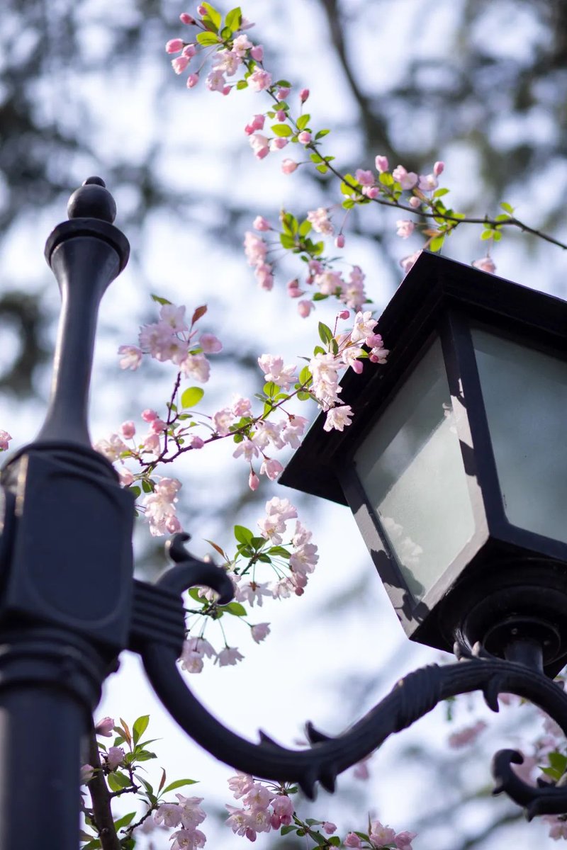 jvK8ABzJ8sYJayL's tweet photo. ๐บ๐Follow us to explore the untold beauty of #nature in #Gusu district, #Suzhou, as the place offers many enchanting sights for visitors, with the #spring #flowers adding a splash of color to nature. #SpringInSuzhou https://t.co/a6mqmisiHy