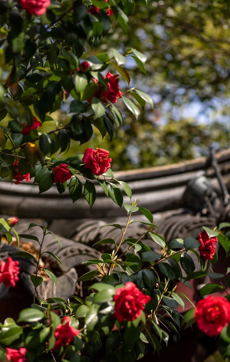 jvK8ABzJ8sYJayL's tweet photo. ๐บ๐Follow us to explore the untold beauty of #nature in #Gusu district, #Suzhou, as the place offers many enchanting sights for visitors, with the #spring #flowers adding a splash of color to nature. #SpringInSuzhou https://t.co/a6mqmisiHy