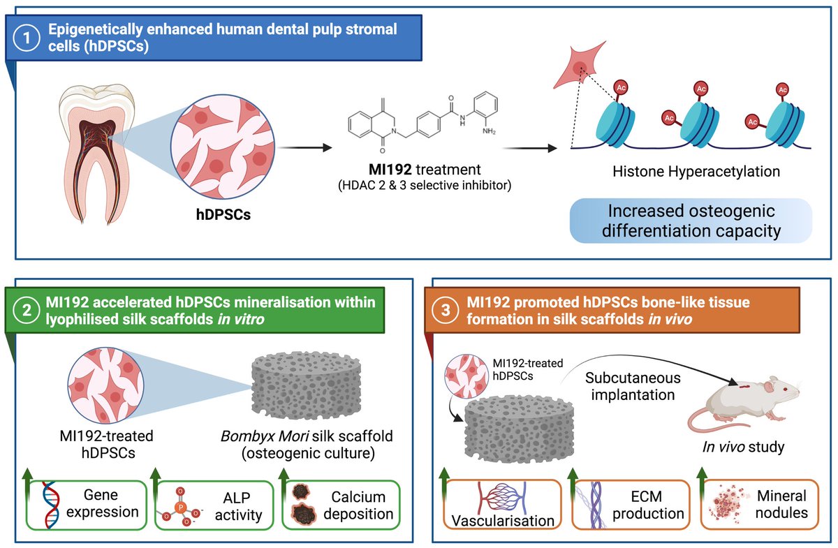 Kenny Man (@drkennyman) on Twitter photo Happy to share our paper now out in Cell and Tissue Research. Here we combined #silk fibroin scaffolds and #epigenetic activation to enhance #stemcells efficacy for bone formation. Great collaboration with <a href="/JelenaRnjak/">Jelena Rnjak-Kovačina</a> #biomaterials #tissueengineering bit.ly/3uLW2PV Happy to share our paper now out in Cell and Tissue Research. Here we combined #silk fibroin scaffolds and #epigenetic activation to enhance #stemcells efficacy for bone formation. Great collaboration with <a href="/JelenaRnjak/">Jelena Rnjak-Kovačina</a> #biomaterials #tissueengineering bit.ly/3uLW2PV
