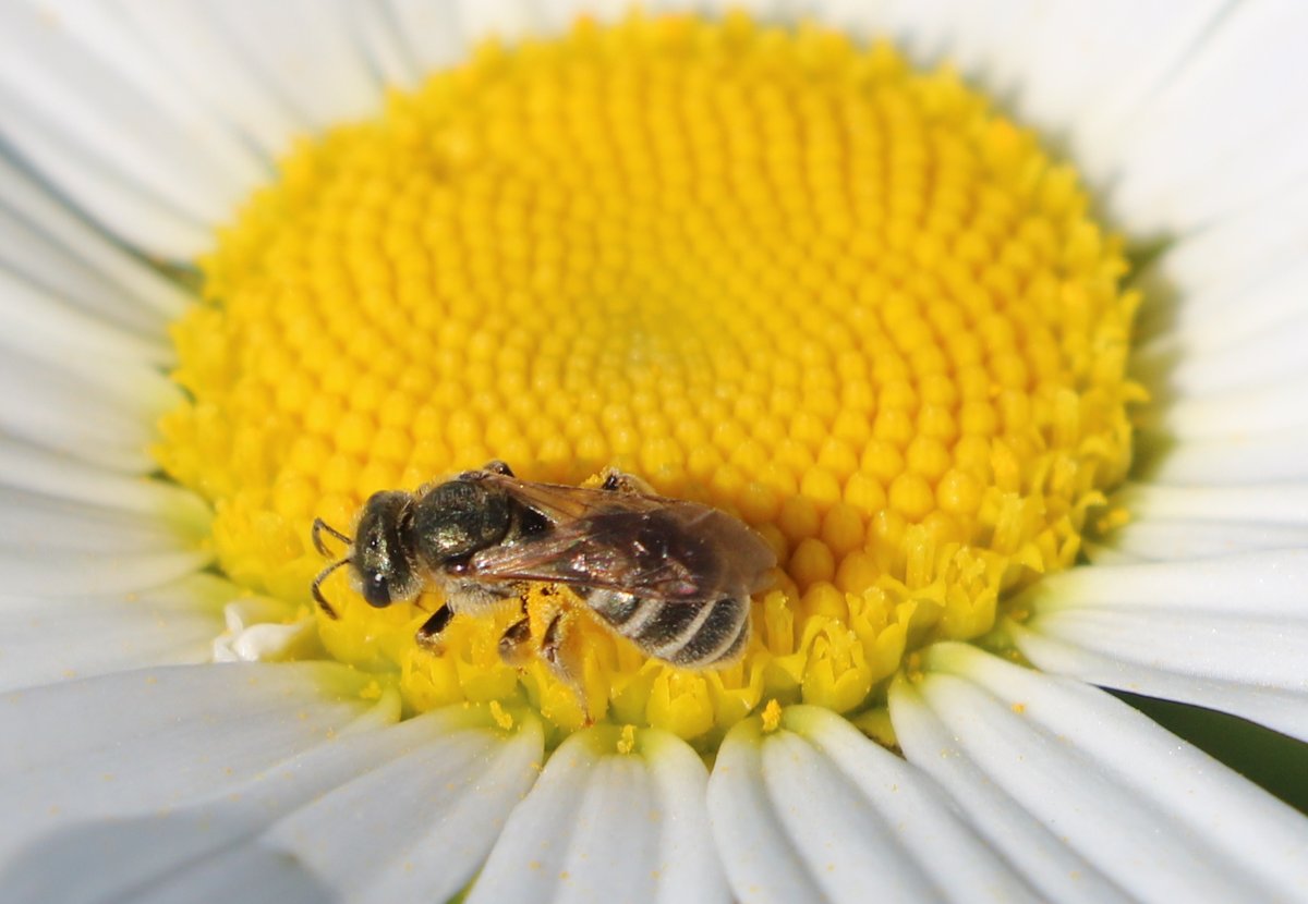 Karin_B_E's tweet photo. 🐝 #aprildebijen van @hymenoptera_nev en @behoudoudelande met op 6/30 de #groefbijen.

In elk geval 2 soorten groefbijen kom ik op #onzeboerderij tegen; de #bronsgroefbij en een andere soort (een mannetje heb ik mij eens laten vertellen).

#insectenopdeboerderij #wildebijen 🐝 https://t.co/xb0PpMf4TZ