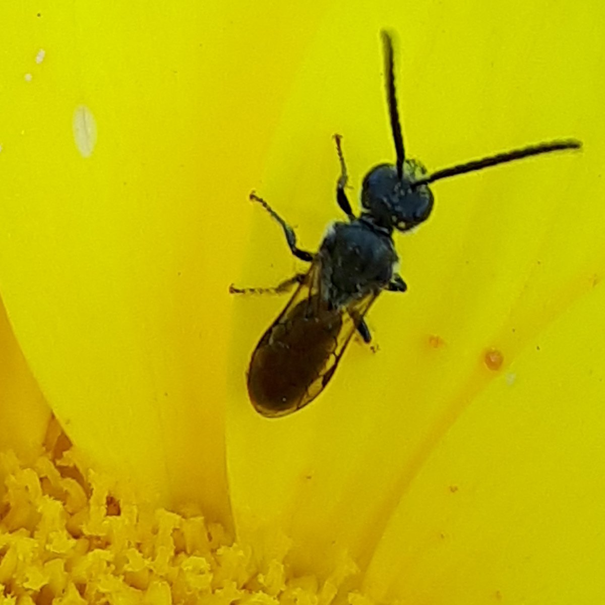 Karin_B_E's tweet photo. 🐝 #aprildebijen van @hymenoptera_nev en @behoudoudelande met op 6/30 de #groefbijen.

In elk geval 2 soorten groefbijen kom ik op #onzeboerderij tegen; de #bronsgroefbij en een andere soort (een mannetje heb ik mij eens laten vertellen).

#insectenopdeboerderij #wildebijen 🐝 https://t.co/xb0PpMf4TZ