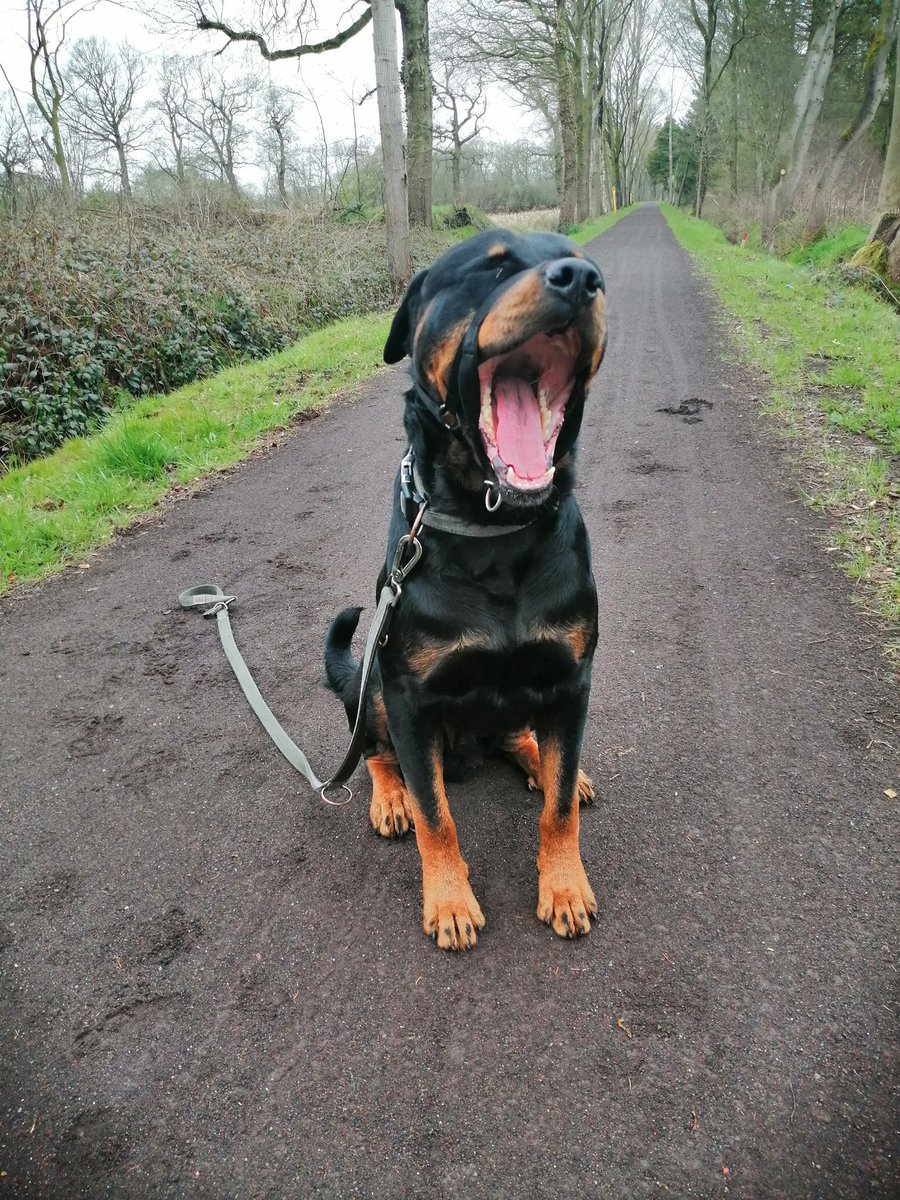 BroncoTheRottw1's tweet photo. Good morning, first wake up... But going for a walk for 2 hours with @banditmcn helps to wake up.

Meine Pflegestelle wird durch #kryptowährung finanziert

#pflegehund #rottweiler #dogsoftwitter #doglove #unterwegsmithund #cryptocurrecy #shiba #dogecoin #hundeliebe https://t.co/6dFEELwL97