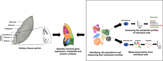 Guest editors for our upcoming issue in #ETLS <a href="/lewseylab/">lewsey lab</a> and <a href="/BhavHurg/">Bhavna Hurgobin</a> highlight the role that cell- and tissue-specific 'omic strategies play in understanding the plant characteristics needed for system and cellular function doi.org/10.1042/ETLS20…