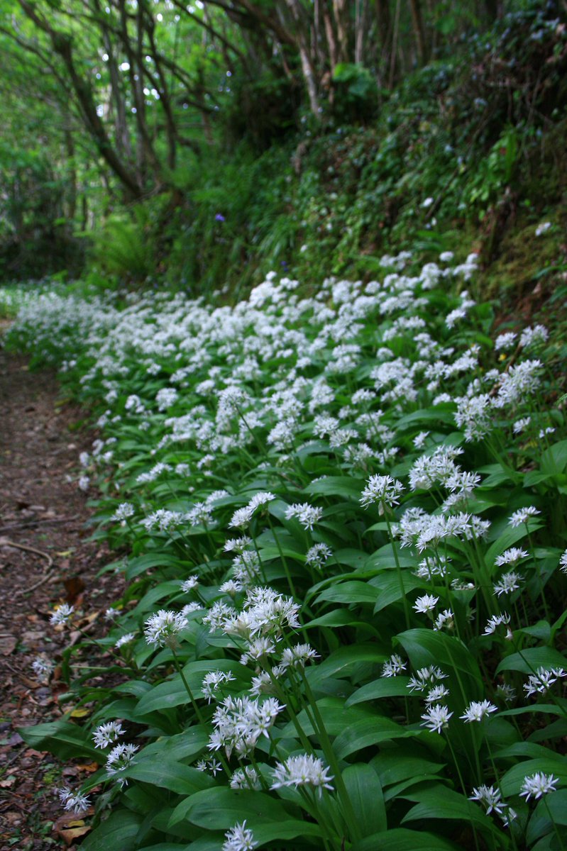 RachelBurch2's tweet photo. Footpath at Middlemoor whitchurch down, Tavistock, May 2009 #Dartmoor #Devon https://t.co/iZvQELghb9