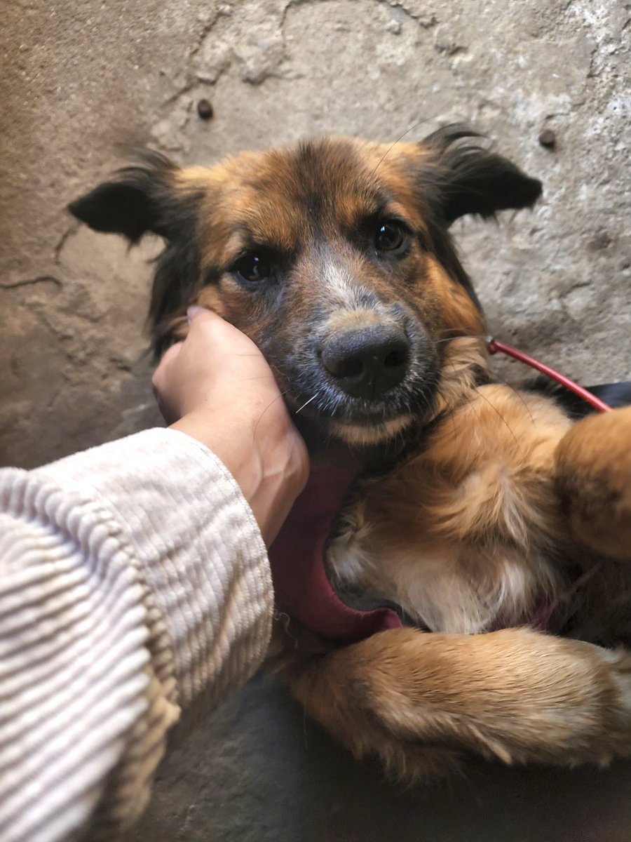 #노지감귤즈 자몽이 근황

쓰레기더미의 #제주만다린즈 모견 자몽이는, 9개월 밖에 안된 개린이에요. 

지난 주 자몽이가 갑자기 아무것도 안 먹는데 큰일이다 싶었습니다. 왜냐면 자몽이도 대단한 먹보거든요🥲 병원에 데려가니 역시 파보 판정을 받았고, 며칠간 입원하여 치료를 받았습니다.(타래로)