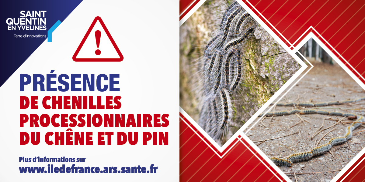 sqy's tweet photo. Comme chaque année avec le retour des beaux jours, la #chenille #processionnaire fait son retour ! 
#SQY réalise une lutte contre les processionnaires du chêne et du pin afin de réguler au mieux l’intensité des foyers sur notre #territoire ! 
👉 https://t.co/J0nvIKwjNw https://t.co/ctzhJA4Yho